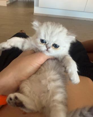 Persiano Chinchillà