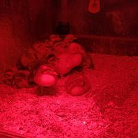 Pulcini anatre germanate