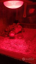 Pulcini anatre germanate