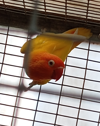 Pappagalli
