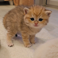Cucciola di British Shorthair gold