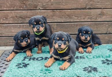 Cuccioli Rottweiler con Pedigree Enci