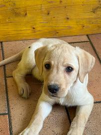 Cuccioli labrador