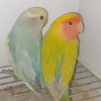 Coppia mutazione inseparabili