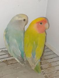 Coppia mutazione inseparabili