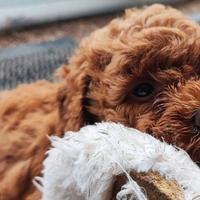 Cucciolata barboncini toy maschi femmine