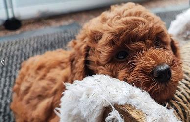 Cucciolata barboncini toy maschi femmine