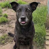 Una giovane cagnolina in adozione