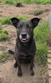 Una giovane cagnolina in adozione