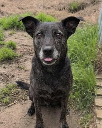 Una giovane cagnolina in adozione
