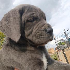 cane corso