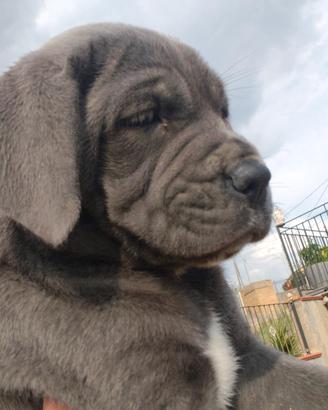 cane corso