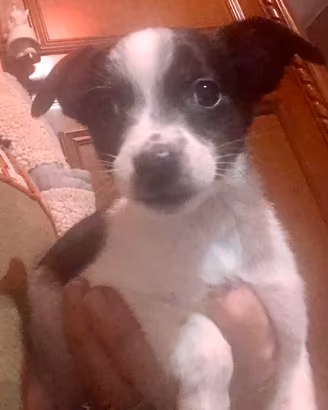 Malchidog