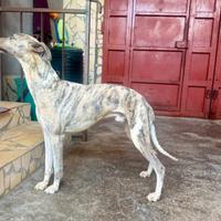 Splendido Whippet di 2 Anni in Adozione