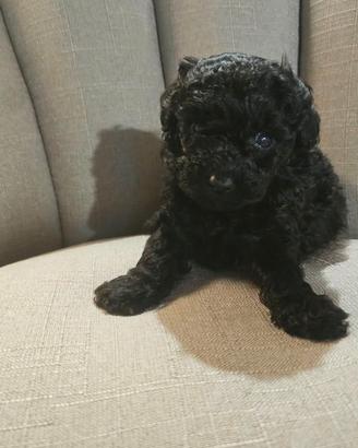 Cuccioli di barboncino mini toy maschi silver
