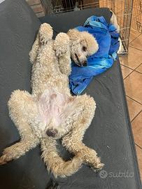 Stallone barbone grande mole altri colori