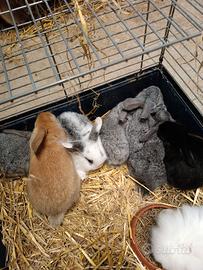 Coniglio ariete nano