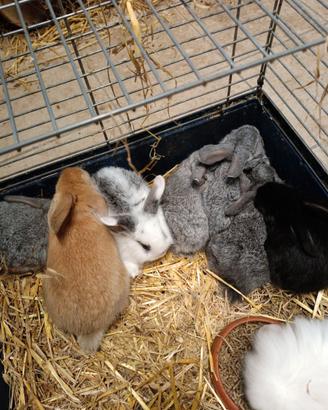 Coniglio ariete nano