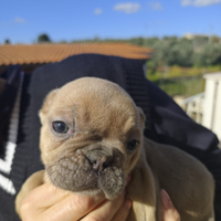 Bulldog francese
