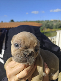 Bulldog francese