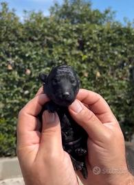 Barboncino toy