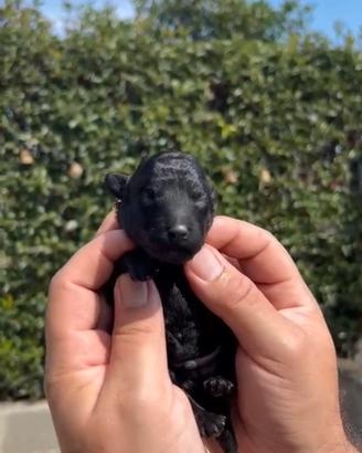 Barboncino toy