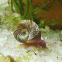 Lumache Planorbarius striate per acquario