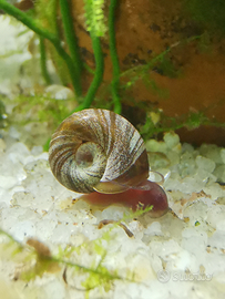 Lumache Planorbarius striate per acquario