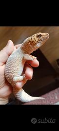 geco Leopardino 