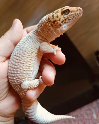 geco Leopardino 