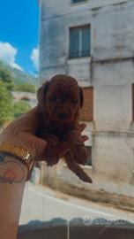 Agrigento mini toy