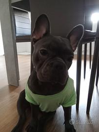 Cucciola di bulldog francese
