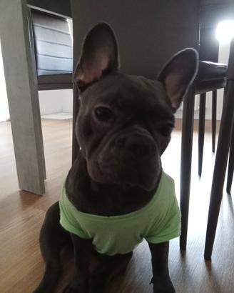 Cucciola di bulldog francese