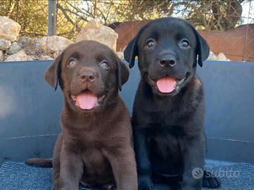 Labrador retriever