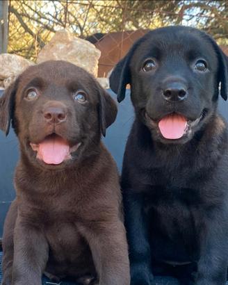 Labrador retriever