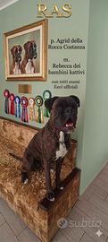 Boxer per accoppiamento