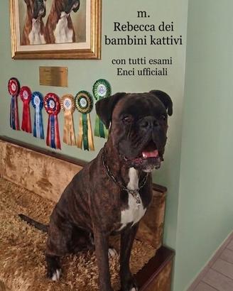 Boxer per accoppiamento