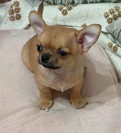Chihuahua