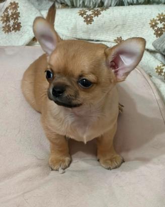 Chihuahua