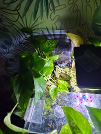 Pothos in idroponica per acquario