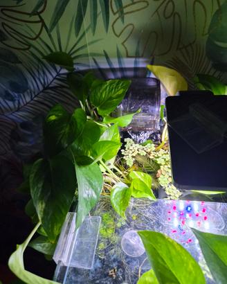 Pothos in idroponica per acquario