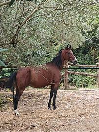 Cavalla trottatrice