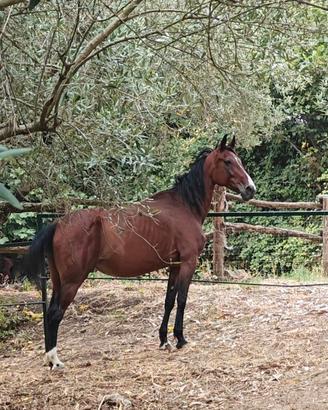 Cavalla trottatrice