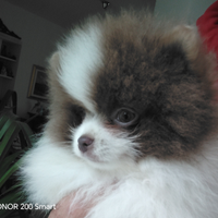 Spitz di Pomerania