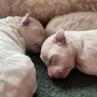 Cuccioli di barboncino disponibili