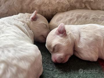 Cuccioli di barboncino disponibili