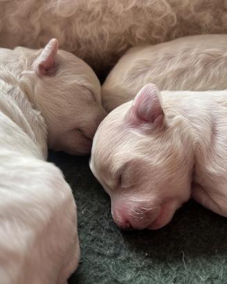 Cuccioli di barboncino disponibili