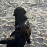 Ultima cucciola di Labrador, colore nero