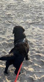 Ultima cucciola di Labrador, colore nero