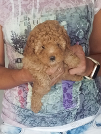 Barboncini nani e toy